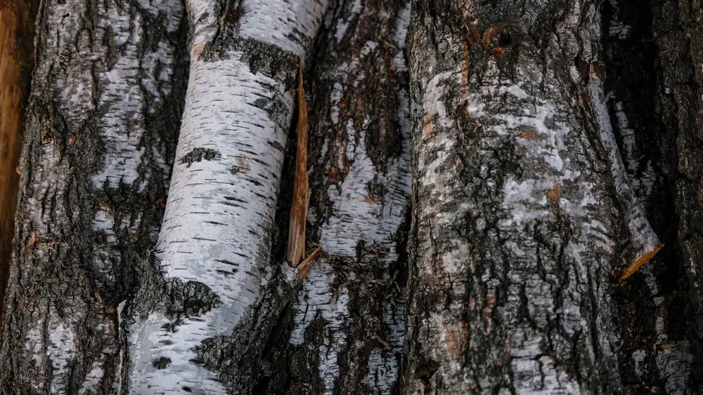 Wood and birch inside the sauna